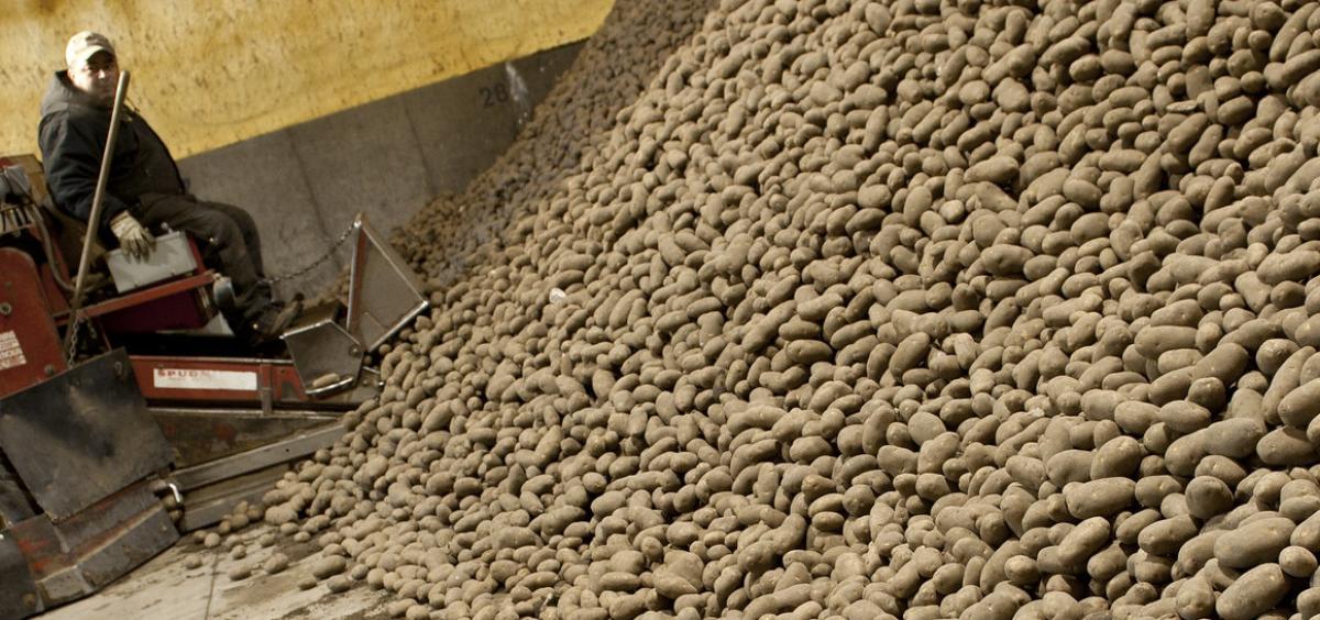 Refugio Sanchez scoops potatoes at the head of a conveyor system that delivers tons of potatoes to waiting trucks at the Amstad storage facility in Hermiston, Oregon. Photo by Lynn Ketchum.