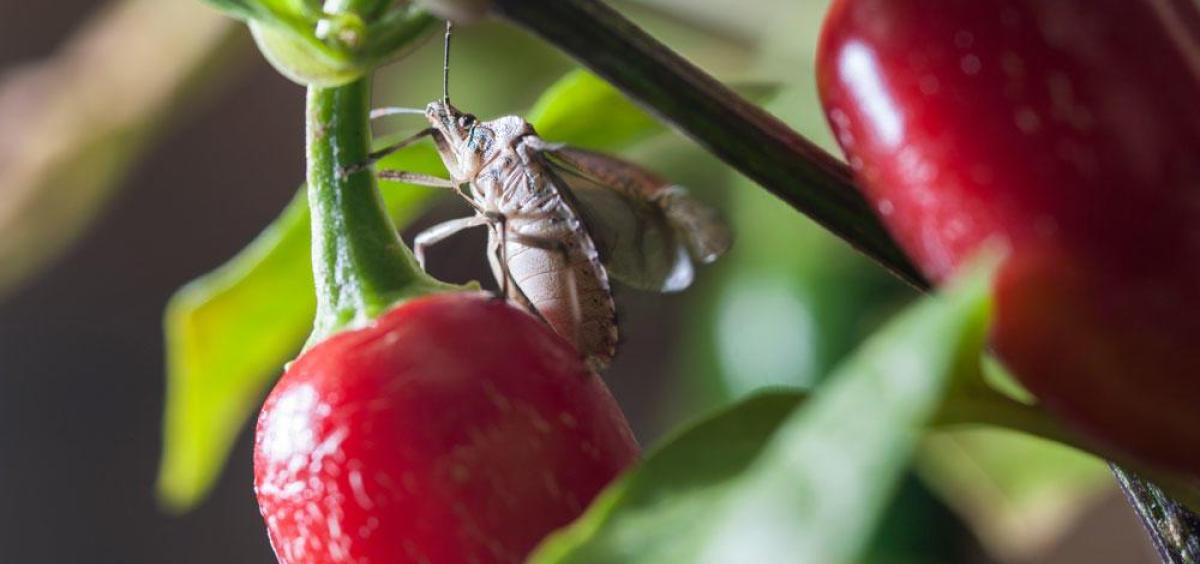 A brown marmorated stink bug crawls on a plant with red peppers.