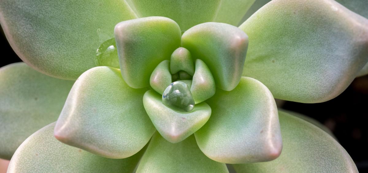 Extereme close-up of a pale green succulent plant.