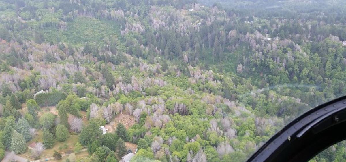 Recent and long dead tanoak trees are seen from the air outside of Brookings, Oregon. 