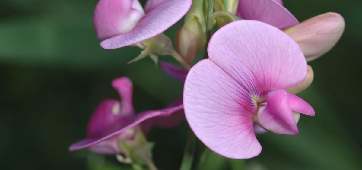 sweet pea blossom