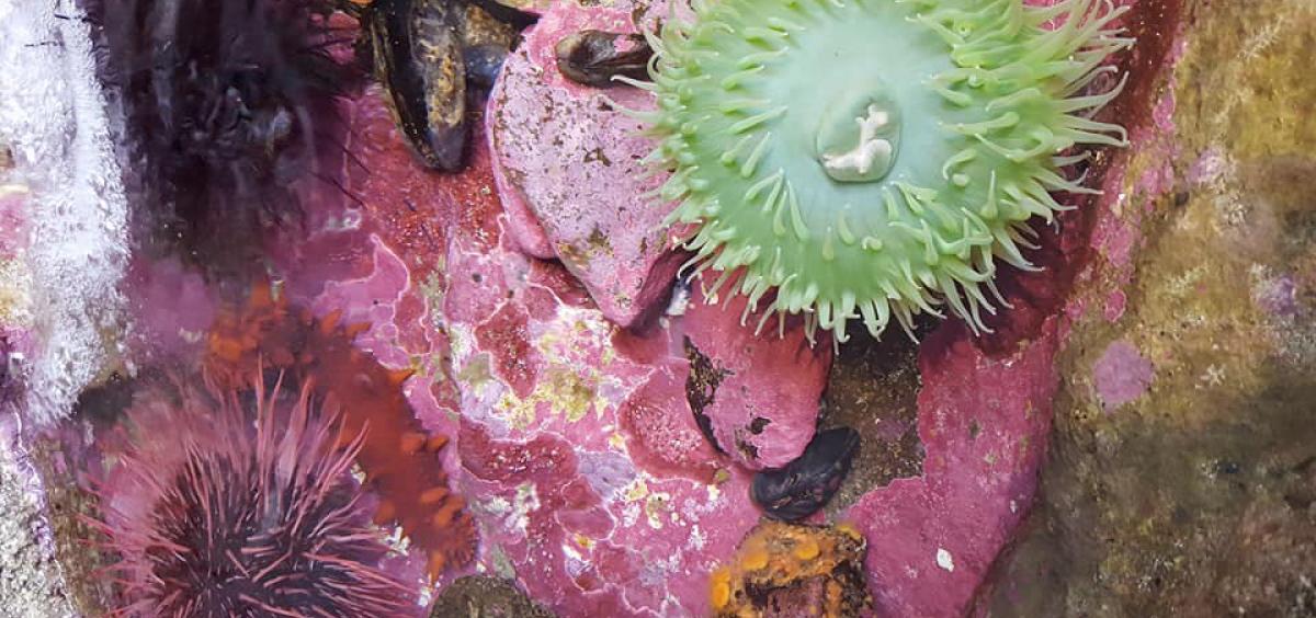 tide pool