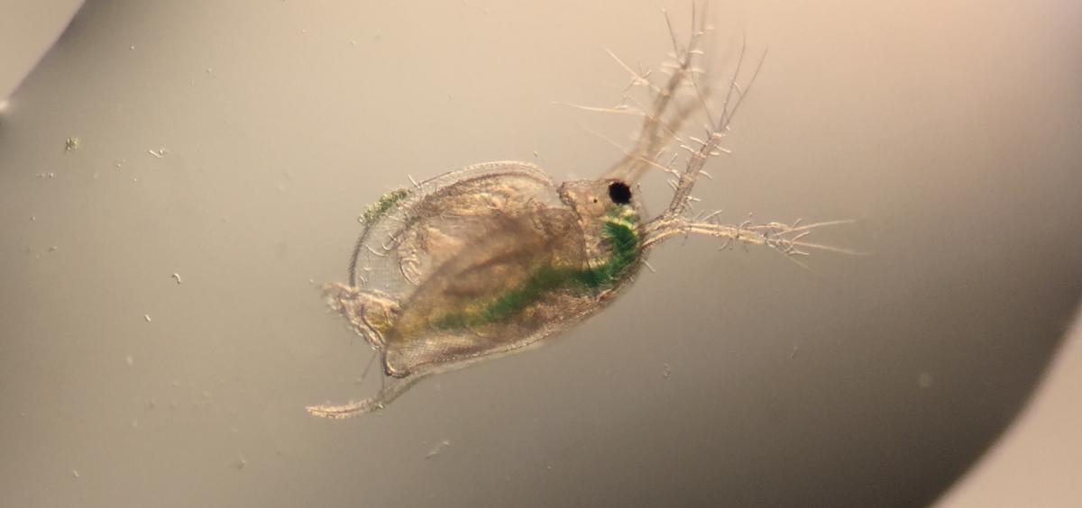 Water flea (Ceridaphnia dubia)