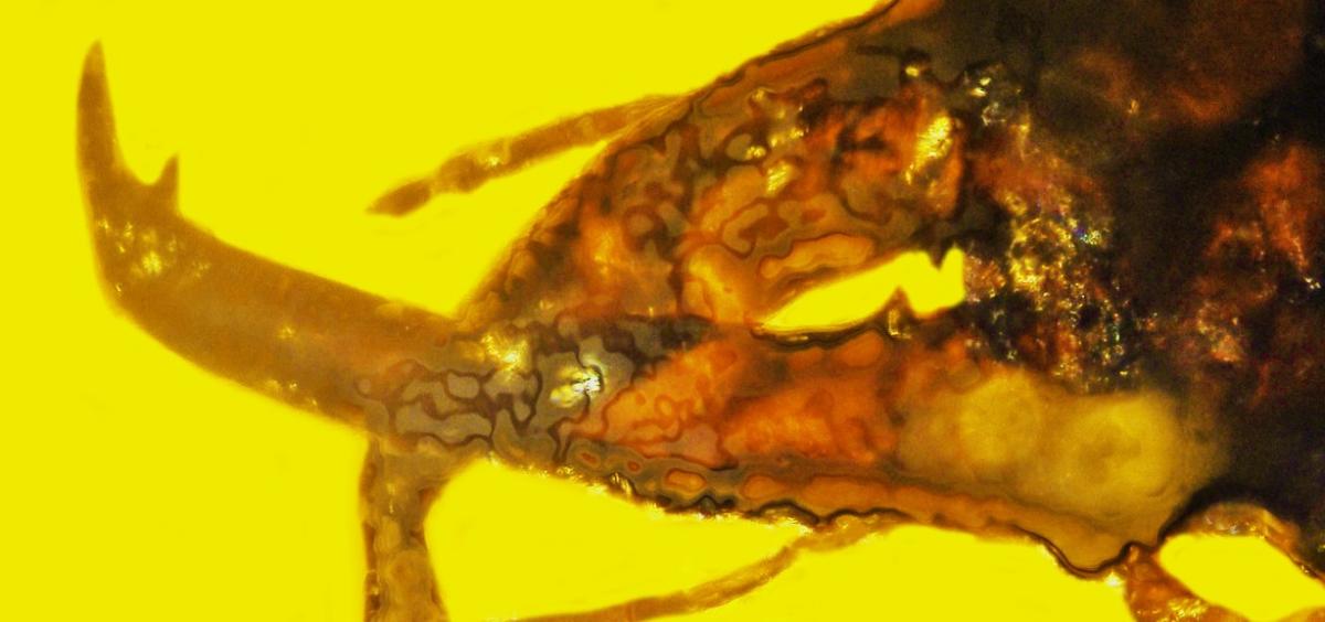 mammoth weevil mandibles