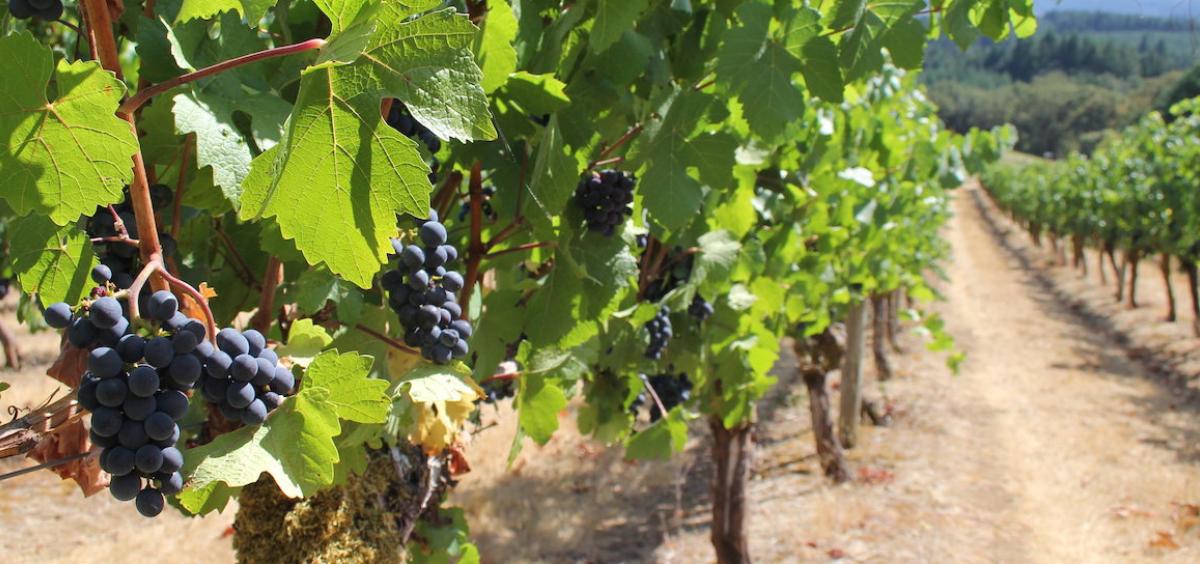 Dark purple wine grapes growing in a sunny vineyard