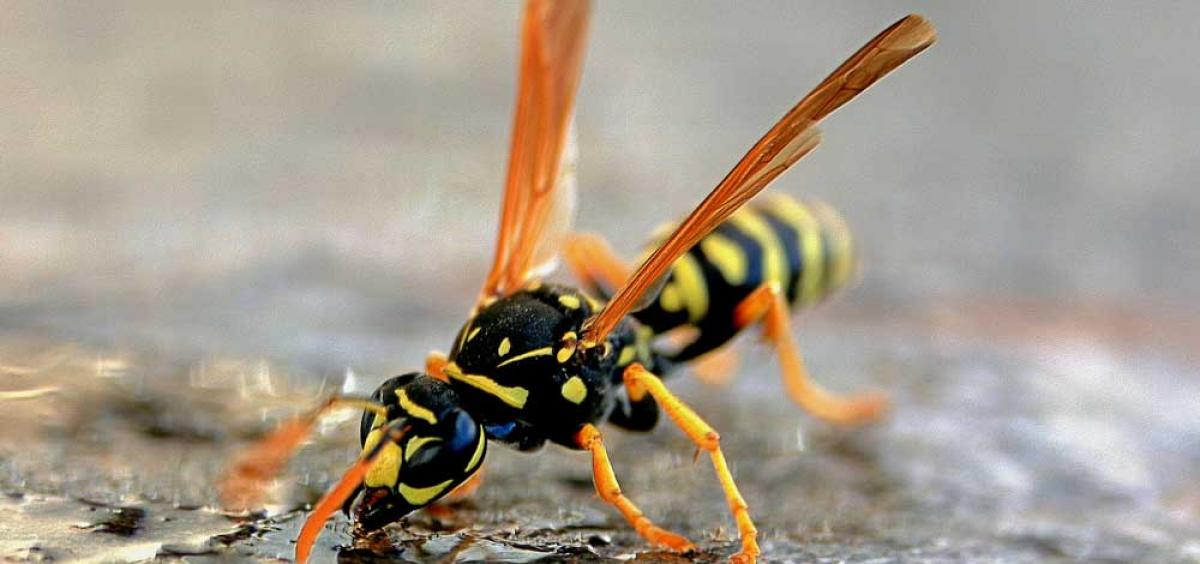 yellowjacket