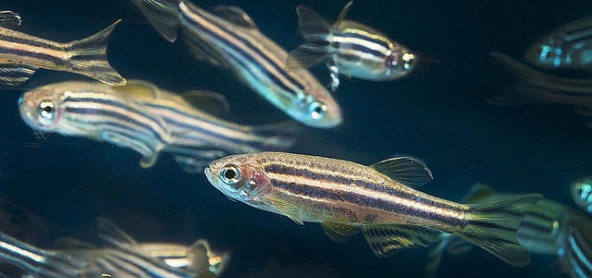 Zebrafish