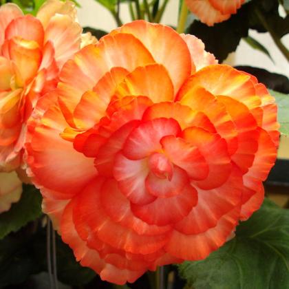 Tuberous begonias can be kept over winter for bloom next year. Photo from Flickr, denisbin.