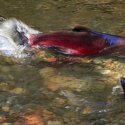 Image of coho salmon spawning in an Oregon stream 