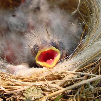 baby birds. Photo from Flickr by Ryan Keane.