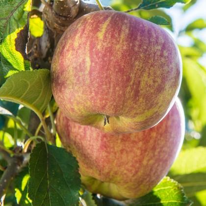 apples