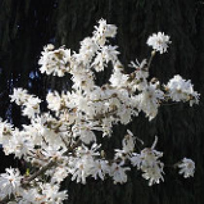 Image of white flowers 