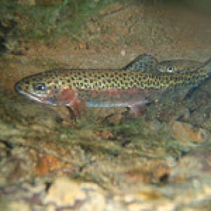 Cutthroat trout