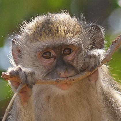 Monkey