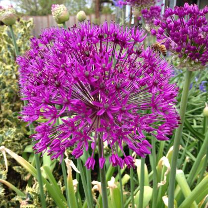 Try some unusual bulbs to change it up this spring. Photo by Karen Zimmerman.