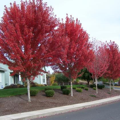 Trees in fall color. Photo by Neil Bell.