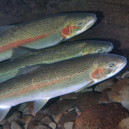Steelhead