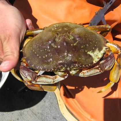 Image of Dungeness crab in fisherman's hands 