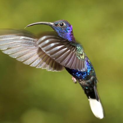 image of hummingbird 