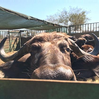 Close-up front view of a buffalo looking straight at the camera over enclosure bars. It has a big nose.