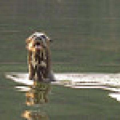 Image of giant otter