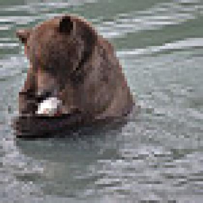 image of bear with salmon