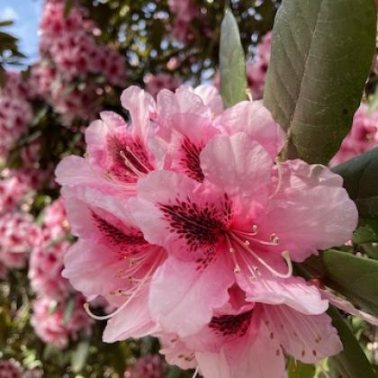 Rhododendron