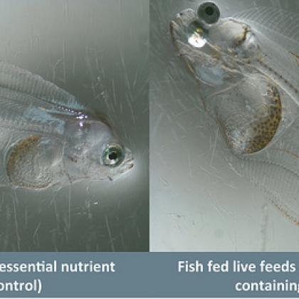 fish