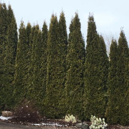 Arborvitae hedge.