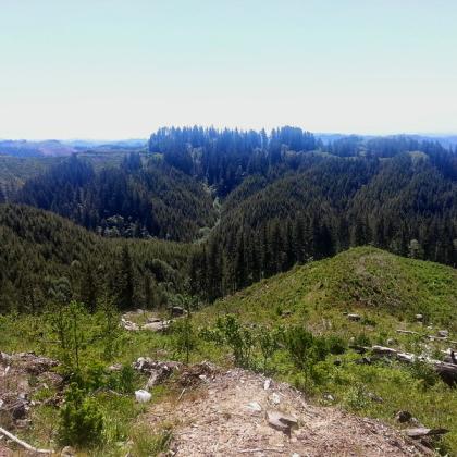 Aerial view of Elliott State Forest. 