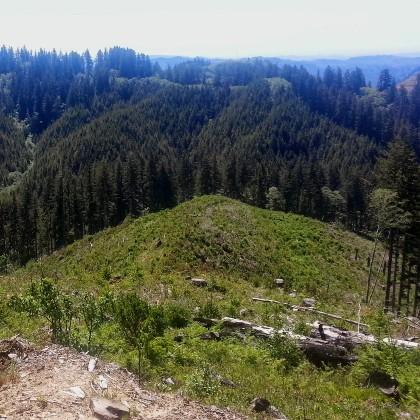 Elliott forest