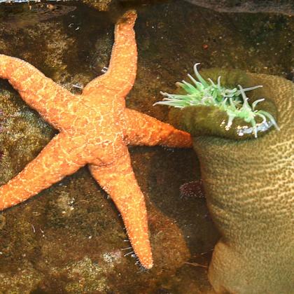 Image of orange starfish and green sea anemone 