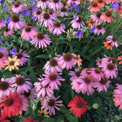 Coneflowers are long-day plants. Photo by Ann Murphy.