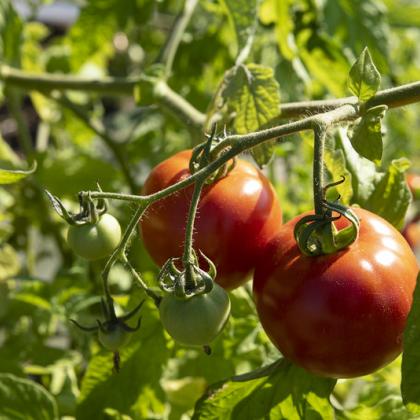 tomato