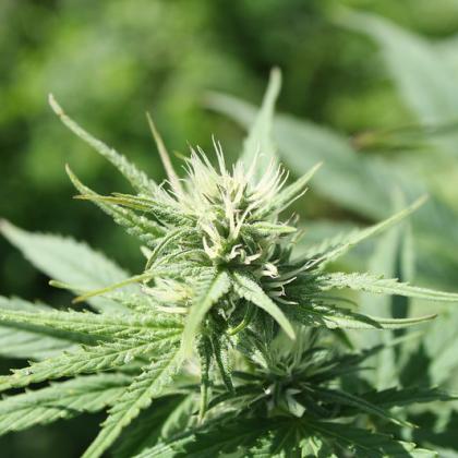Image is a close up of a blossom on a hemp plant. 