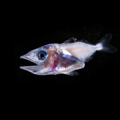 image of larval blackfin tuna 