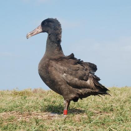 Image of a short-tailed albatross with red leg band 