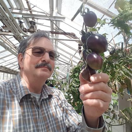 Jim Myers with Midnight Roma purple tomato. Photo by Jim Myers
