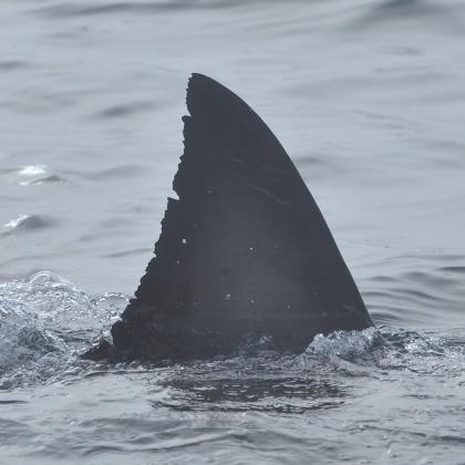 close up image of dorsal fin of white shark 