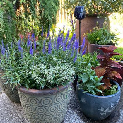Container plants need plenty of water during heat waves.