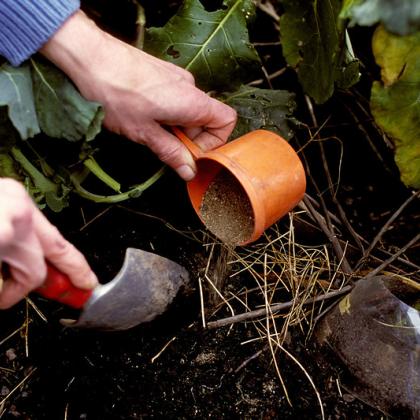 Fertilizing the vegetable garden.