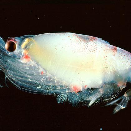 Image of a single gravid krill on a black background 