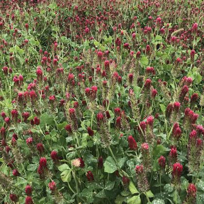 clover