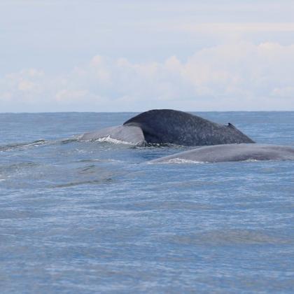 Image of a pair of New Zealand blue whales in the ocean 