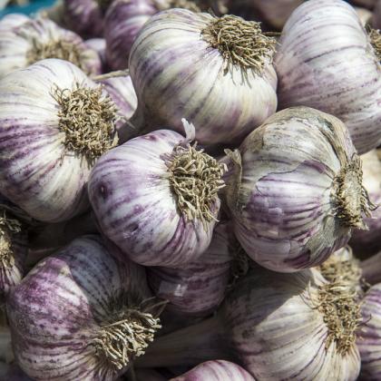 It's time to plant garlic. Photo by Lynn Ketchum.
