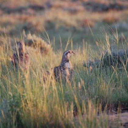 Sage grouse