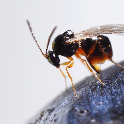 Ganaspis brasiliensis wasp.