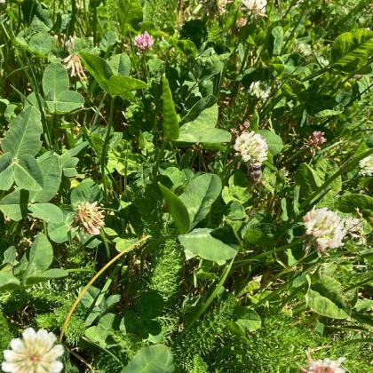pollinator lawn