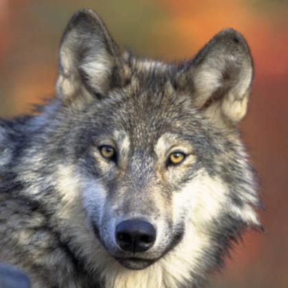 Species: gray wolf (Canis lupus) Photo credit: Gary Kramer, USFWS Source: <a href="https://www.flickr.com/photos/usfwshq/5584759091">www.flickr.com/photos/usfwshq/5584759091</a>