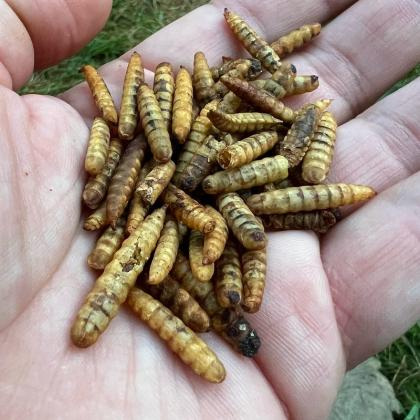Soldier fly larvae